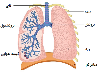 عملکرد ریه ‌ها چیست