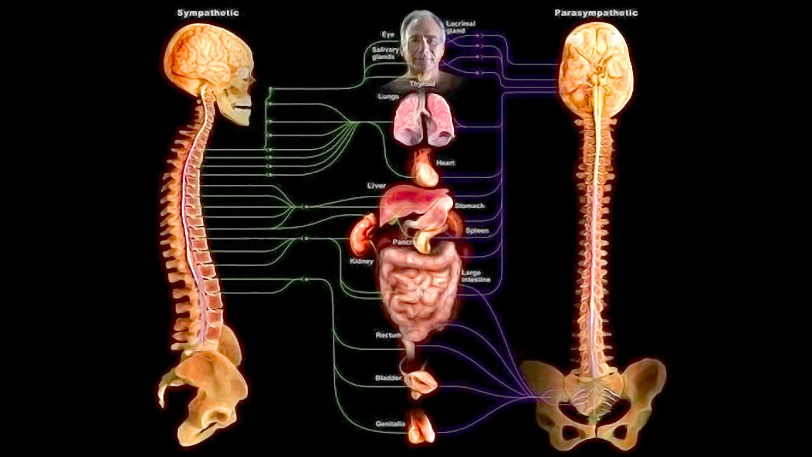 دستگاه عصبی خودمختار