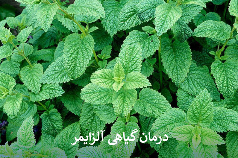 درمان گیاهی آلزایمر